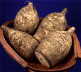 matsudate_daikon